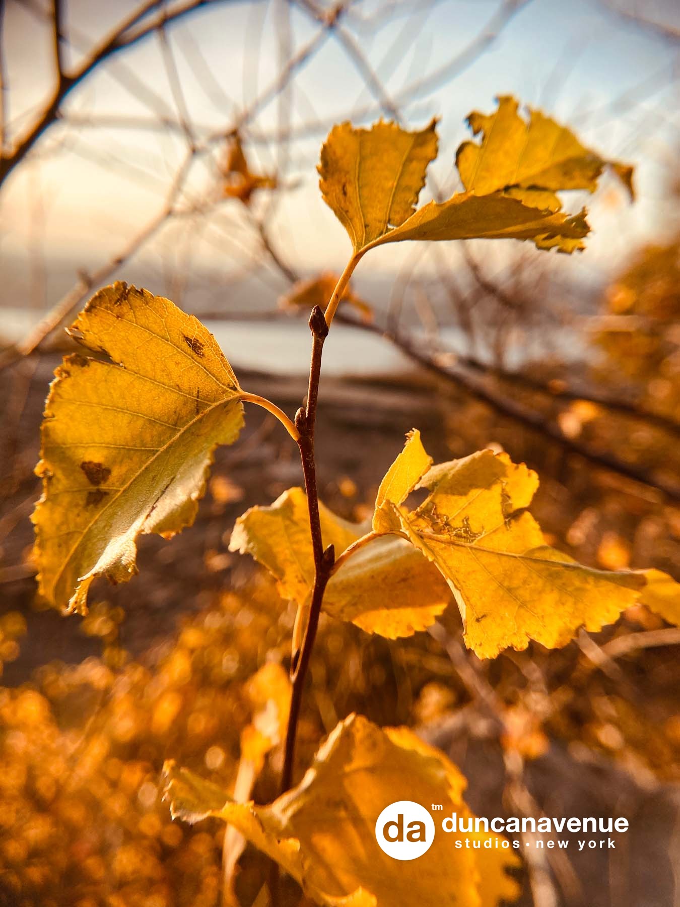 Fall Season in the Hudson Valley – Fine Art Nature Photography by Maxwell Alexander